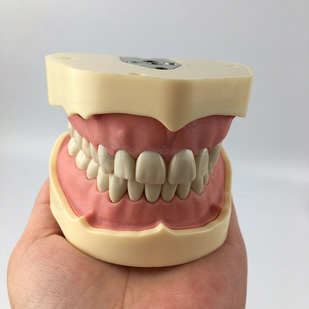 Jingle JG-C1 Fantoma Dental Maniquí Completo Tipodonto Compatible con Nissin Kilgore / Frasaco Tipo de Abrazadera